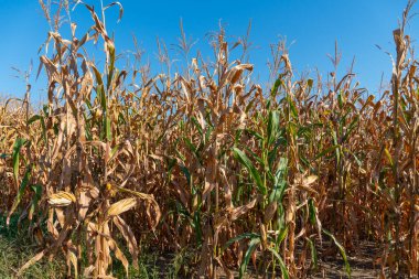 Mısır tarlası tarım arazisi. Tarlada kuru yeşil fide var. Tarımda biyokütle ekinleri. Üretim, ekin ve hasat konsepti.