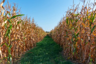 Güneşli bir akşamda Cadılar Bayramı eğlence labirentinde mısır yaprakları. Tarlada yemyeşil yemyeşil yemyeşil mısır tarlaları ve mısır tarlaları. Mısır tarlası ve hasat. Tatil Sonbaharı ve kutlama.
