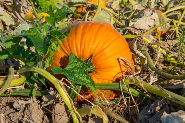 Çiftlik arazisindeki Idyllic sonbahar balkabağı tarlası, hasat. Ekim ayı, akşam ve gün batımında tarım arazilerinde olgun balkabaklarını olgunlaştırır. Şükran Günü hazırlığı. Kendi balkabağını kendin topla..