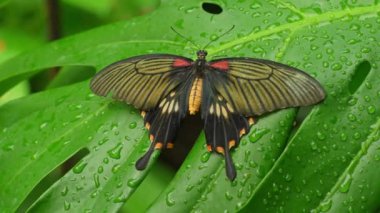 Kelebek Mormon, ıslak palmiye yaprağında dinleniyor. Papilio Polytes kelebekleri Güney Asya, Sri Lanka, Hindistan, Güney Japonya, Filipinler ve Sunda Adaları 'nda bulundu..