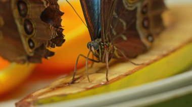 Kelebek Mavi Morpho veya Morpho Peleides, beslenme ve dinlenme. Kelebek ön kanat alt yüzeyi donuk kahverengi ve göz benekleriyle kaplıdır. Orta ve Güney Amerika 'da bulunur..