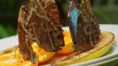 Kelebek Mavi Morpho veya Morpho Peleides, beslenme ve dinlenme. Kelebek ön kanat alt yüzeyi donuk kahverengi ve göz benekleriyle kaplıdır. Orta ve Güney Amerika 'da bulunur..