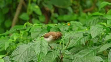 Toplum Finch Bird 'ü yeşil çalılıklarda yaklaş. Bengali ispinozu ya da Bengal ispinozu olarak bilinir..