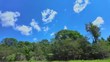 Ontario King 's Highway 28' deki ön yolcu koltuğunda. Yazın bulutlu mavi gökyüzü manzaralı araba plakası çimenli bataklıkları olan doğal yeşil orman ormanı. Bancroft, Ontario manzarası üzerinden sürüş görüntüsü.