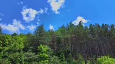 Ontario King 's Highway 28' deki ön yolcu koltuğunda. Yazın bulutlu mavi gökyüzü manzaralı araba plakası çimenli bataklıkları olan doğal yeşil orman ormanı. Bancroft, Ontario manzarası üzerinden sürüş görüntüsü.