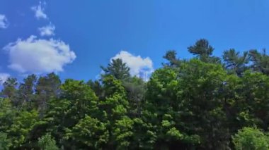 Ontario King 's Highway 28' deki ön yolcu koltuğunda. Yazın bulutlu mavi gökyüzü manzaralı araba plakası çimenli bataklıkları olan doğal yeşil orman ormanı. Bancroft, Ontario manzarası üzerinden sürüş görüntüsü.