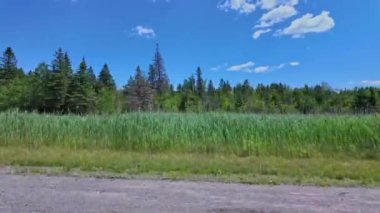 Ontario King 's Highway 28' de arka koltukta ön koltukta oturan yolcu plakası. Yazın bulutlu mavi gökyüzü manzaralı araba plakası çimenli bataklıkları olan doğal yeşil orman ormanı. Bancroft Kır Evi Ülkesi 'nden geçen görüntüler.