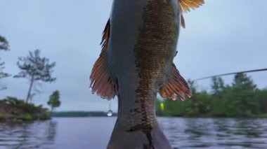 Koca ağızlı levrek balığının detaylarını kapat. Büyük balıklar yaz sabahları balık yakalar. Ağzından tutulan balıklar Kuzey Amerika 'nın taç kara gölünde yakalar ve bırakır. Balıkçılık sporu.