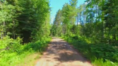 Canlı köknar ve çam ağaçlarıyla ormanda manzara yürüyüşü ve off road patikası. Kuzey Vancouver, BC, Kanada vahşi doğası. Kanada doğası manzaralı yol geçmişi. Plaka pov taçlandırılmış topraklar.