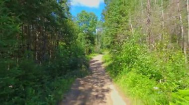 Canlı köknar ve çam ağaçlarıyla ormanda manzara yürüyüşü ve off road patikası. Kuzey Vancouver, BC, Kanada vahşi doğası. Kanada doğası manzaralı yol geçmişi. Plaka pov taçlandırılmış topraklar.