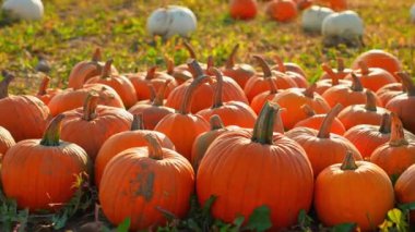 Idyllic sonbahar balkabağı tarlasında kamera hareketini yakınlaştır, hasat zamanı. Ekim ayı, akşam ve gün batımında tarım arazilerinde olgun balkabaklarını olgunlaştırır. Sinematik Şükran Günü hazırlığı.