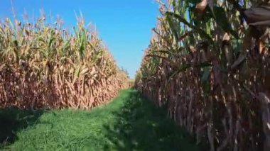 Yeşil mısır labirenti tarlasında yürüyüş ve manzara. Cadılar Bayramı hasadı ve Şükran Günü sezonunda çiftlikte aile eğlencesi için mısır labirenti. Bitmek bilmeyen yeşil mısır fidanları koridorları.