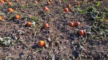 Çiftlik arazisindeki Idyllic sonbahar balkabağı tarlası, hasat. Ekim ayı, akşam ve gün batımında tarım arazilerinde olgun balkabaklarını olgunlaştırır. Sinematik Şükran Günü hazırlığı. Kendi balkabağını kendin topla..