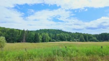 Sürücü plakası sol ön sürücü bakış açısı. Araba parkı. Sürücü penceresi manzaralı. ON-11, Burk Şelalesi, Pickerel Gölü POV Ontario Karayolu 11 'de, yemyeşil ormanları geçiyor..