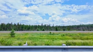 Sürücü plakası sol ön sürücü bakış açısı. Araba parkı. Sürücü penceresi manzaralı. ON-11, Burk Şelalesi, Pickerel Gölü POV Ontario Karayolu 11 'de, yemyeşil ormanları geçiyor..