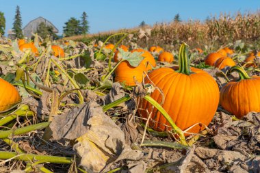 Balkabağı hasadı ve Şükran Günü sezonu. Kendi balkabağı satışınızı kendiniz yapın. Çiftlikte balkabaklarıyla güneşli bir akşam. Tatil Sonbahar festivali sahnesi ve sonbahar kutlaması. 