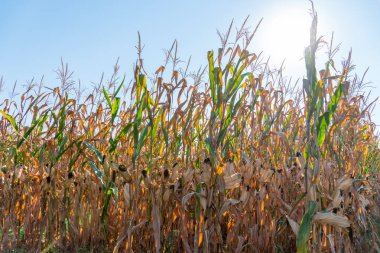 Mısır tarlası tarım arazisi. Tarlada kuru yeşil fide var. Tarımda biyokütle ekinleri. Üretim, ekin ve hasat konsepti.