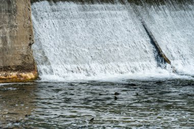 Chinook somonları yumurtalarını bırakmak için Ganaraska Nehri, Corbett Barajı, Port Hope, Ontario, Kanada 'daki yumurtlama ve göç mevsiminde şelalelerde yüzer ve atlarlar.
