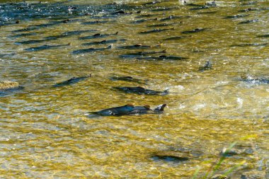 Big wild school of Chinook or Atlantic salmon in the river stream. Spawning salmon in shallow stream of Ganaraska River, Corbett's Dam, Port Hope, Ontario, Canada.  clipart