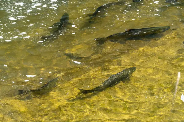 Somon yumurtlama mevsiminde, yetişkin somonlar orijinal tatlı su habitatlarına geri dönerler. Akıntıya karşı yüzerler, yumurtalarını bırakmak için güçlü akıntılar ve şelalelerle savaşırlar.