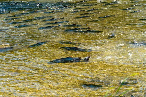 Nehirdeki Chinook ya da Atlantik somonlarından oluşan vahşi bir okul. Ganaraska Nehri, Corbett Barajı, Port Hope, Ontario, Kanada. 