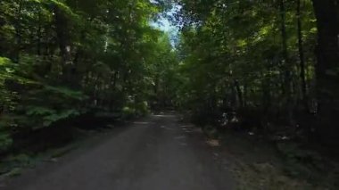 Vahşi yeşil orman toprak yolu bakış açısı. Araba görüntüsü engebeli off road sürücüsü. Ön manzara sürücü plakası ileriye bakıyor. Dönen orman yolundaki güneş ışığı gölgeleri. POV sürücü film desteği.