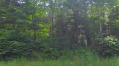 Bakış açısı, sol taraf araba manzarası. Sürücü penceresi manzaralı, POV sürüşlü 11. otoyolda seyahat sırasında. Kırsal kesimde yeşil ağaçlardan oluşan duvarları olan Kanada yolları..