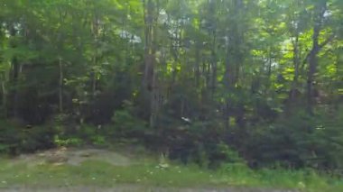 Bakış açısı, sol taraf araba manzarası. Sürücü penceresi manzaralı, POV sürüşlü 11. otoyolda seyahat sırasında. Kırsal kesimde yeşil ağaçlardan oluşan duvarları olan Kanada yolları..