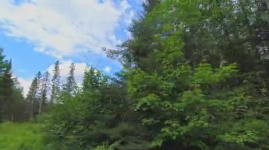 Arabayla gezintiye çıkmak, yan plaka, sürücü bakış açısı. Kır evindeki asfalt yol. Karavanla aile tatili, tatil ve macera seyahati Motorize Karavanda, Kanada.