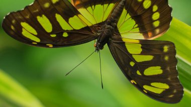 Kelebek Kral Kırlangıç ya da Thoas Kırlangıç Kuyruk yeşil yaprakla besleniyor ve dinleniyor. Thoas Kırlangıç veya Papilionidae familyasından Papilio thoas. Güney Amerika Birleşik Devletleri 'nde bulundu..