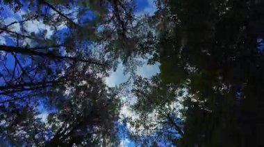 POV sürücü görüntüsü. Bakış açısı, araba manzarasına bakmak. Açılır pencere manzarası. Çam ve firavun ormanlarının gölgeliklerinin altında ilerliyoruz. Yaz tatilinde araba sürerken yeşillik kemeri