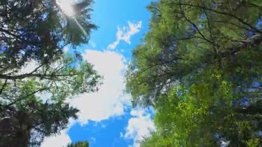 POV sürücü görüntüsü. Bakış açısı, araba manzarasına bakmak. Açılır pencere manzarası. Çam ve firavun ormanlarının gölgeliklerinin altında ilerliyoruz. Yaz tatilinde araba sürerken yeşillik kemeri