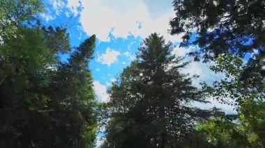 POV sürücü görüntüsü. Bakış açısı, araba manzarasına bakmak. Açılır pencere manzarası. Çam ve firavun ormanlarının gölgeliklerinin altında ilerliyoruz. Yaz tatilinde araba sürerken yeşillik kemeri