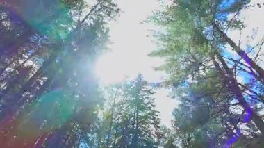 Kanada Crown Land 'deki her zaman yeşil olan çam ağaçlarının manzarası. Yürürken ve ormanın derinliklerine bakarken. Sabah ağaçlarının manzarası. Parlak küresel gelecek kavramı için yeşil ekoloji.