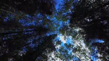 Kanada 'daki kozalaklı ormanın en iyi manzarası. Kuzey Kanada 'daki Mountainside Çam Ormanı. Orman ağaçları ve doğa, gezegeni kurtarma kavramı ve düşük CO2 emisyonu fikri..