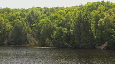 Baptist Gölü Crown sahili alçak hava görüntüsü. Suyu çevreleyen resim gibi bir orman. Doğa kaşifleri için barışçıl atmosfer, Bancroft, Ontario, Kanada.