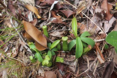 Doğa Ormanı ve Nehir
