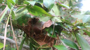 Doğa Ormanı ve Nehir