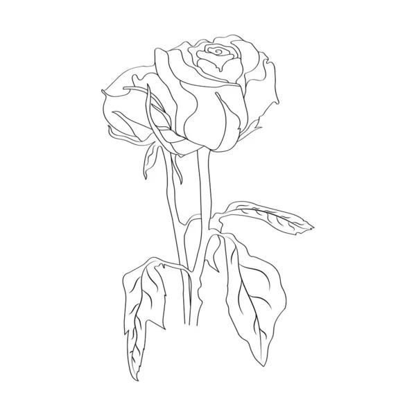Прекрасна Квітка Білому Тлі Чорна Кольорова Лінія Мистецтва Троянда — стоковий вектор