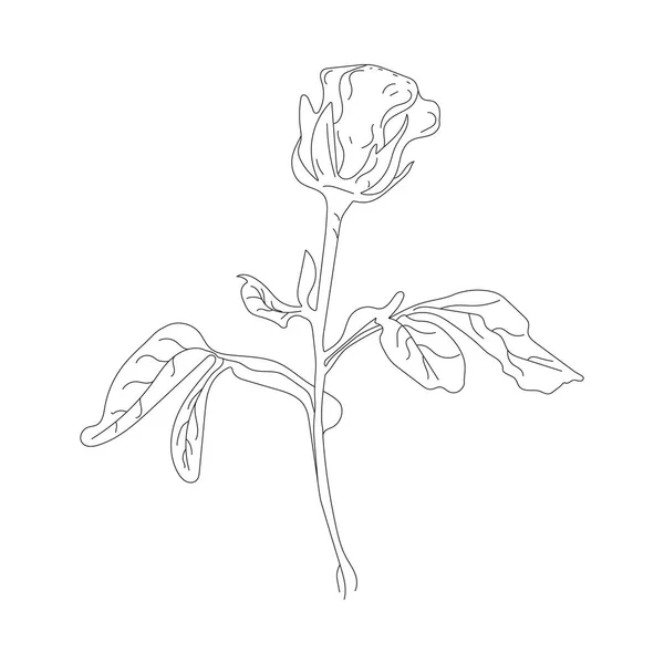 Czarna Linia Sztuki Wzrosła Ręcznie Narysowany Kwiat Kwiat Róży Czerpany — Wektor stockowy