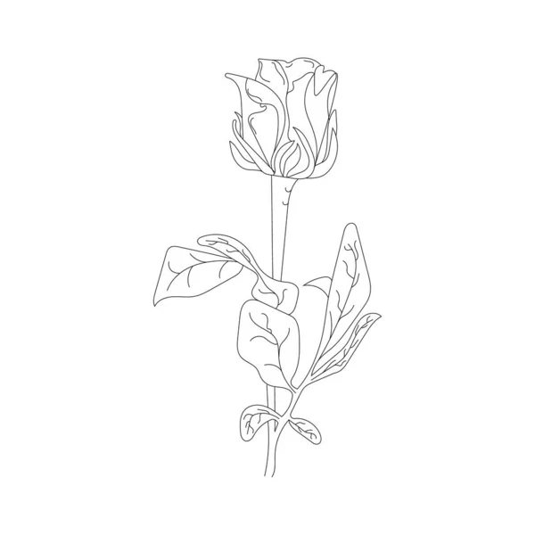 Bela Flor Fundo Branco Cor Preta Linha Arte Rosa Rosa — Vetor de Stock