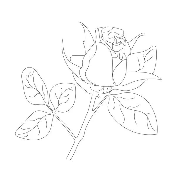 白地にバラの花を咲かせます 1行の描画スタイル バラの花ブラックカラーラインアート — ストックベクタ