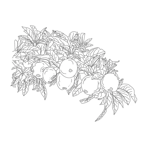 Appletree Branch Apple Line Art Hand Draw Apple Illustration Apple — Stock Vector