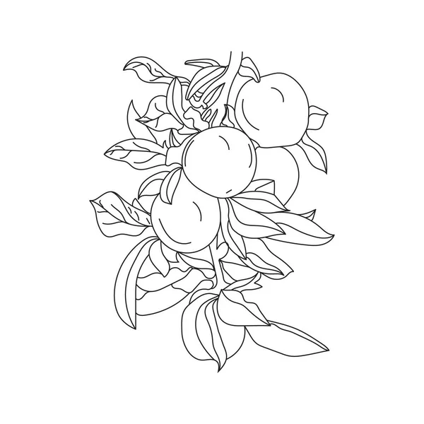 苹果树手线艺术 手绘苹果树与苹果果 — 图库矢量图片