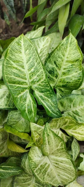 Decoratieve Taro Plant Vaak Syngonium Podophyllum Bladeren Gebruikt Een Bruiloft — Stockfoto
