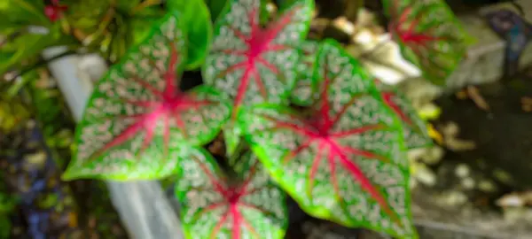 Schöner Hintergrund Einer Caladium Bicolor Blätter Park Caladium Bicolor Mit — Stockfoto