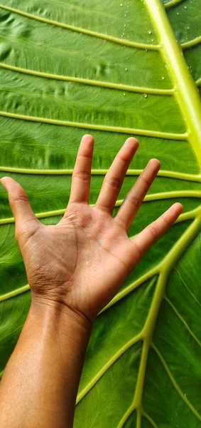 Размер Листьев Alocasia Macrorrhizos Большой Превышающий Размер Руки Взрослого — стоковое фото