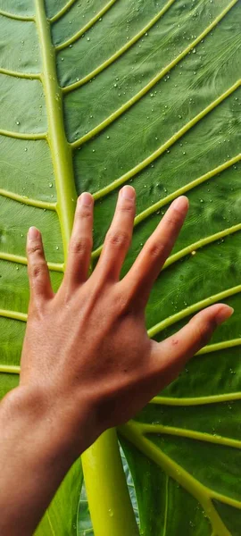 大黄花的叶子非常大 甚至超过了成虫的手的尺寸 — 图库照片