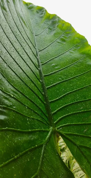 热带的 金银花巨大的塔罗植物 在屋外的院子里 在下着毛毛雨的时候拍照 你可以看到露水粘在金银花的叶子上 或者也叫亚洲焦油 — 图库照片