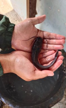 Genellikle tatlı suda yaşayan Clariiidae, klaridae ya da yayın balığı, pürüzsüz vücutları ve ağızlarındaki uzun bıyıklarından dolayı kolayca tanınırlar..